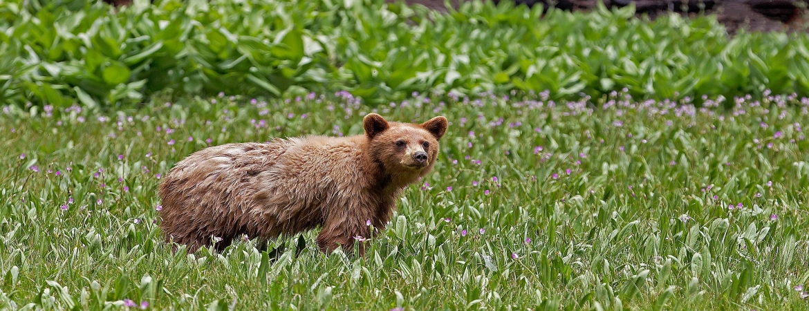 Bear